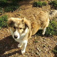 MOCHNI, Hund, Mischlingshund in Griechenland - Bild 4