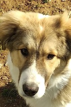 MOCHNI, Hund, Mischlingshund in Griechenland - Bild 5