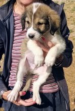 MOCHNI, Hund, Mischlingshund in Griechenland - Bild 8