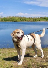 ELLI, Hund, Mischlingshund in Rees - Bild 1