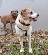 ELLI, Hund, Mischlingshund in Rees - Bild 13