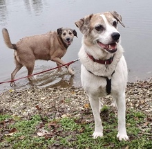 ELLI, Hund, Mischlingshund in Rees - Bild 15