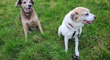 ELLI, Hund, Mischlingshund in Rees - Bild 31