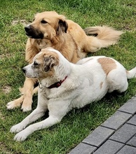 ELLI, Hund, Mischlingshund in Rees - Bild 34