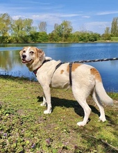 ELLI, Hund, Mischlingshund in Rees - Bild 4
