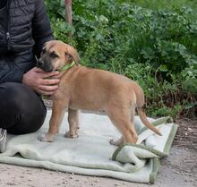 TABU, Hund, Mischlingshund in Trappenkamp - Bild 10