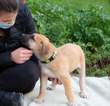 TABU, Hund, Mischlingshund in Trappenkamp - Bild 12