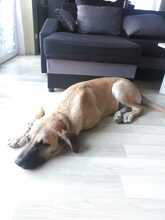 TABU, Hund, Mischlingshund in Trappenkamp - Bild 2