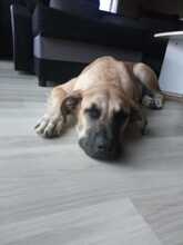 TABU, Hund, Mischlingshund in Trappenkamp - Bild 3