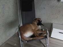 TABU, Hund, Mischlingshund in Trappenkamp - Bild 4
