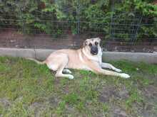 TABU, Hund, Mischlingshund in Trappenkamp - Bild 5