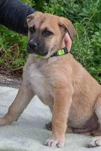TABU, Hund, Mischlingshund in Trappenkamp - Bild 6