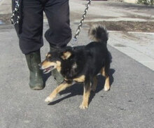 BETTY, Hund, Mischlingshund in Bulgarien - Bild 3
