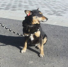 BETTY, Hund, Mischlingshund in Bulgarien - Bild 4
