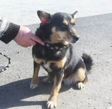 BETTY, Hund, Mischlingshund in Bulgarien - Bild 5