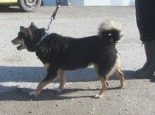 BETTY, Hund, Mischlingshund in Bulgarien - Bild 6