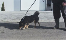 BETTY, Hund, Mischlingshund in Bulgarien - Bild 7
