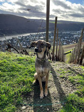 GOBI, Hund, Mischlingshund in Koblenz - Bild 3