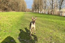 GOBI, Hund, Mischlingshund in Koblenz - Bild 4