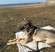 GOBI, Hund, Mischlingshund in Koblenz - Bild 5