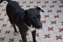 ZSOFIE2, Hund, Mischlingshund in Ungarn - Bild 1
