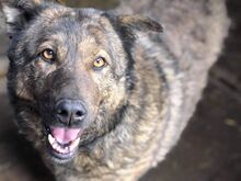ENNI, Hund, Mischlingshund in Rumänien - Bild 1