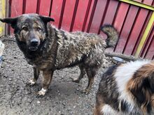 ENNI, Hund, Mischlingshund in Rumänien - Bild 11