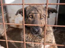 ENNI, Hund, Mischlingshund in Rumänien - Bild 15