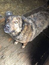 ENNI, Hund, Mischlingshund in Rumänien - Bild 3