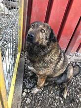 ENNI, Hund, Mischlingshund in Rumänien - Bild 5