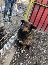 ENNI, Hund, Mischlingshund in Rumänien - Bild 8