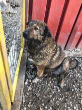 ENNI, Hund, Mischlingshund in Rumänien - Bild 9
