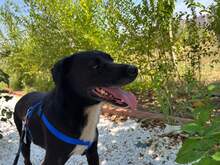 LEO, Hund, Mischlingshund in Rumänien - Bild 9