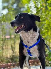 LENNOX, Hund, Mischlingshund in Rumänien - Bild 2