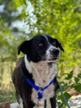 LENNOX, Hund, Mischlingshund in Rumänien - Bild 4