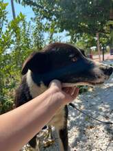 LENNOX, Hund, Mischlingshund in Rumänien - Bild 6