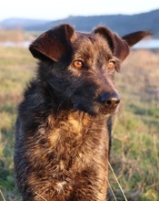 ROCCO, Hund, Mischlingshund in Erkrath - Bild 1