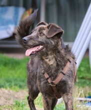 ROCCO, Hund, Mischlingshund in Erkrath - Bild 4