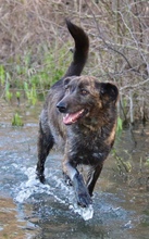 ROCCO, Hund, Mischlingshund in Erkrath - Bild 6
