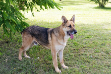 JACK, Hund, Deutscher Schäferhund-Mix in Kroatien - Bild 2