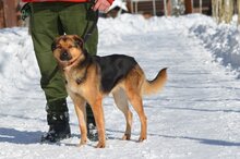 TYTUS, Hund, Mischlingshund in Polen - Bild 1