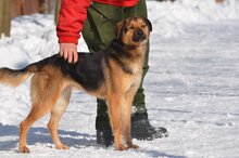 TYTUS, Hund, Mischlingshund in Polen - Bild 2
