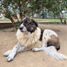 JOSCHI, Hund, Mischlingshund in Griechenland - Bild 1