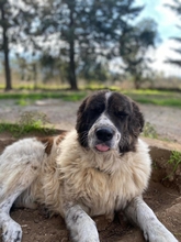 JOSCHI, Hund, Mischlingshund in Griechenland - Bild 2