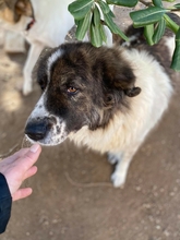 JOSCHI, Hund, Mischlingshund in Griechenland - Bild 3
