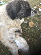 JOSCHI, Hund, Mischlingshund in Griechenland - Bild 6