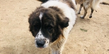 JOSCHI, Hund, Mischlingshund in Griechenland - Bild 7