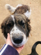 JOSCHI, Hund, Mischlingshund in Griechenland - Bild 8