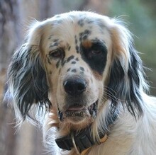 COOK, Hund, English Setter in Griechenland - Bild 1