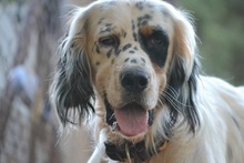 COOK, Hund, English Setter in Griechenland - Bild 2